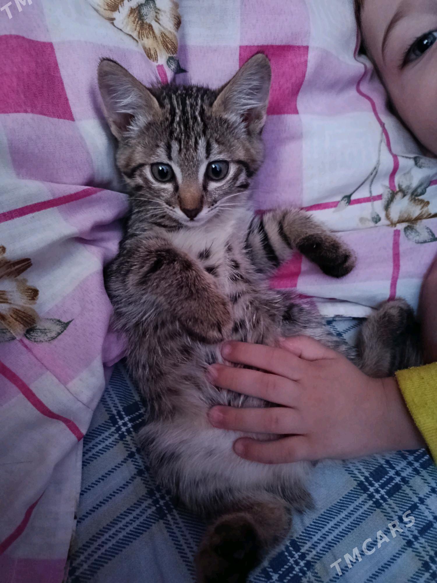 котята - Туркменабат - img 2
