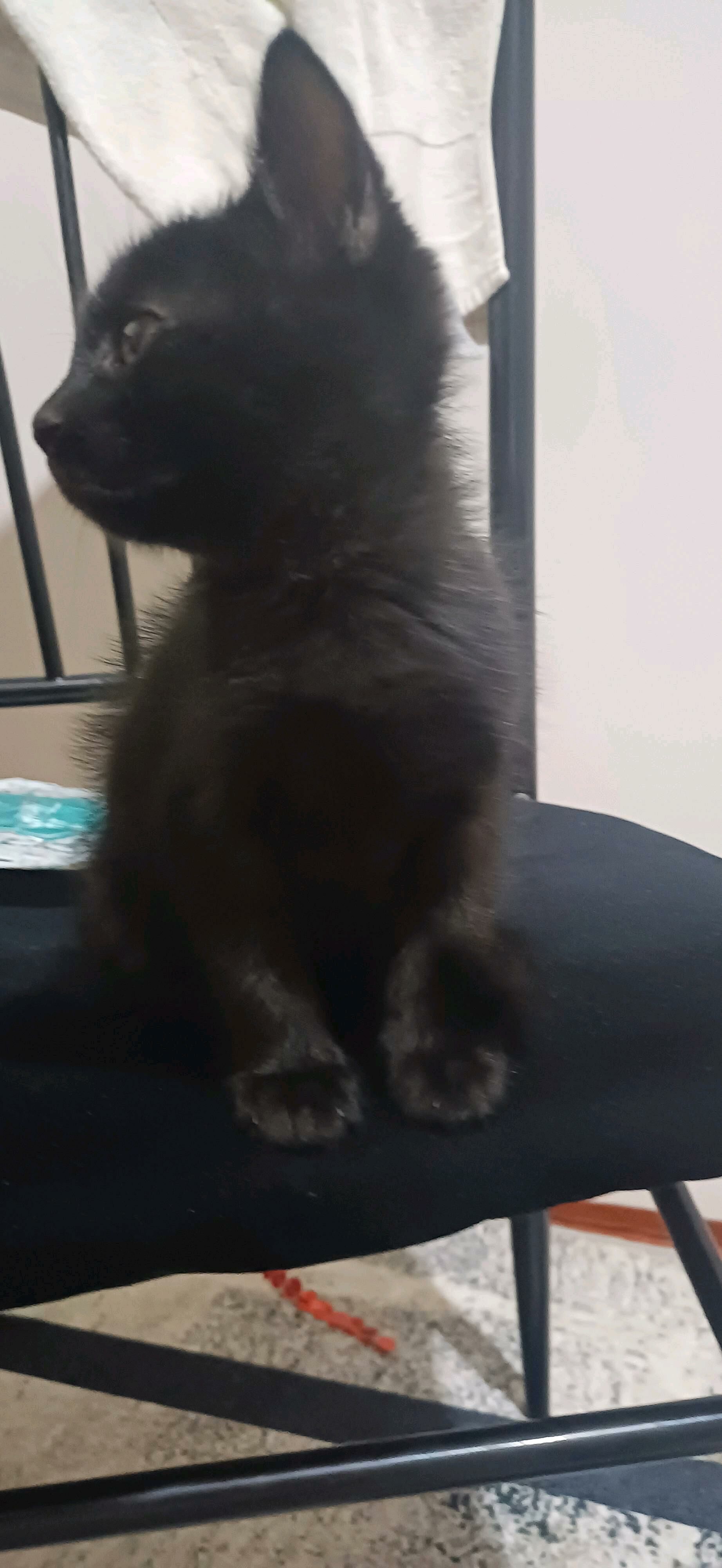 котенки - Daşoguz - img 2