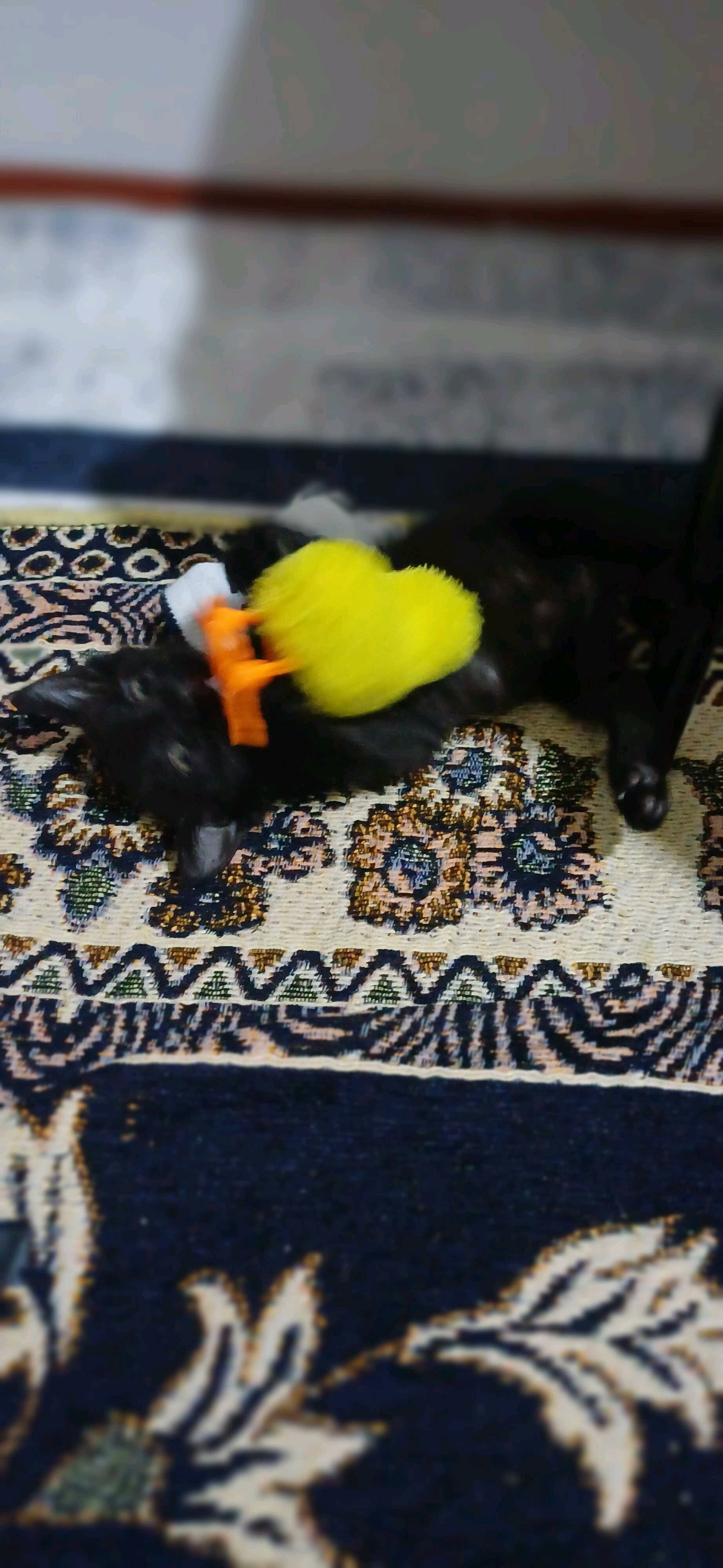 котенки - Daşoguz - img 4