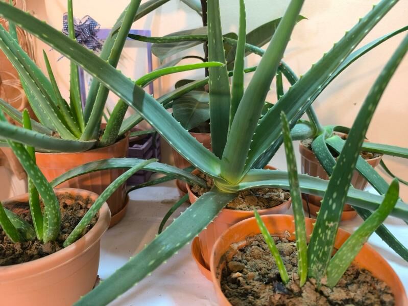 Домашние цветы - Aşgabat - img 5