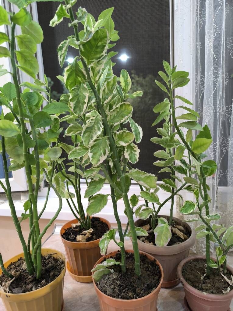 Домашние цветы - Aşgabat - img 3