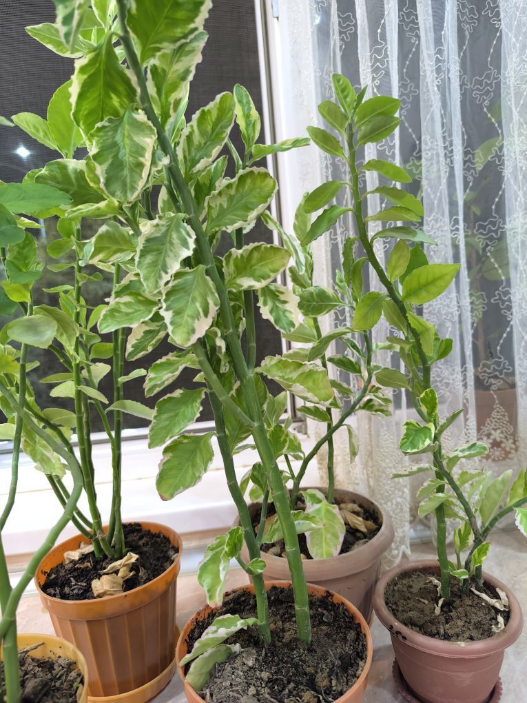 Домашние цветы - Aşgabat - img 4