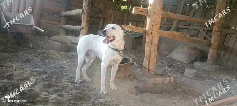 Akja - Туркменабат - img 1