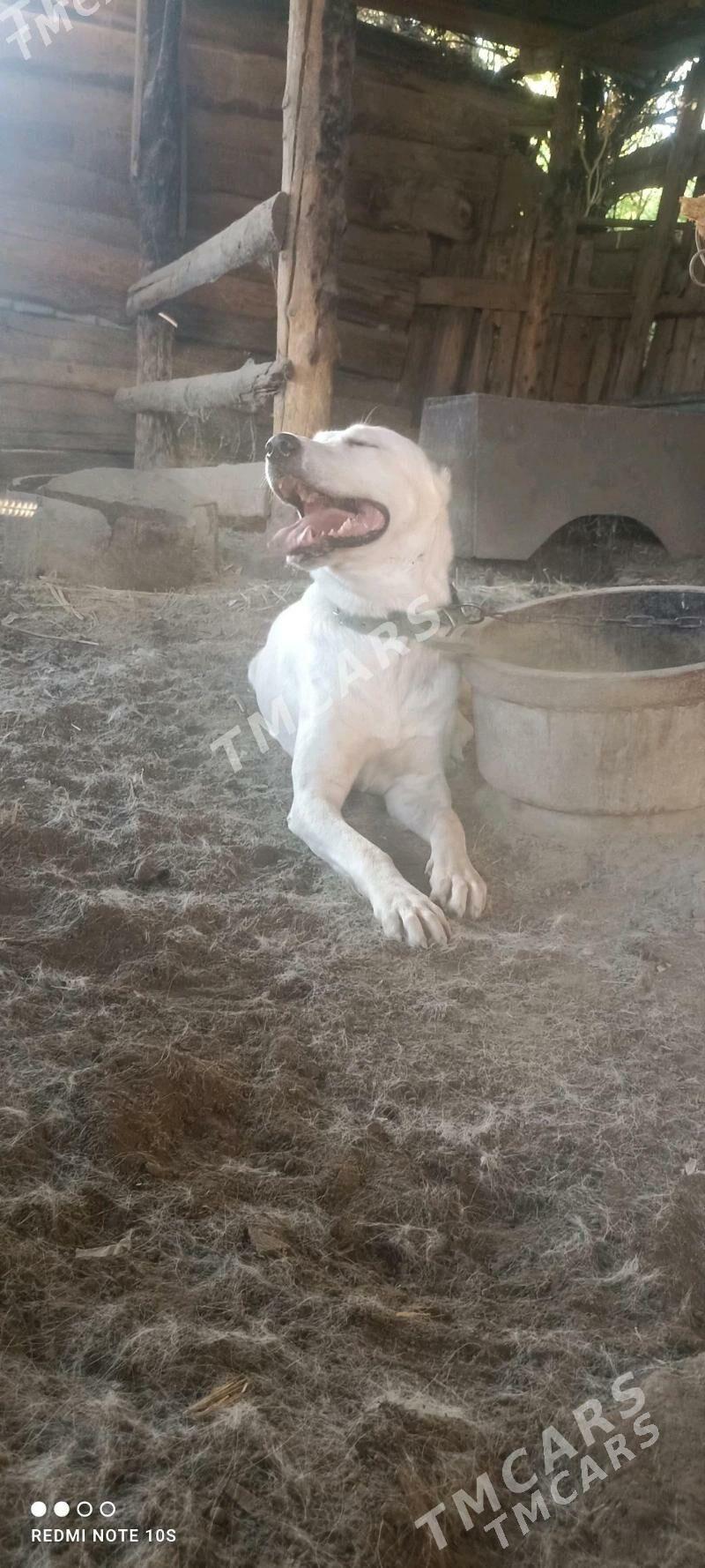 Akja - Туркменабат - img 2