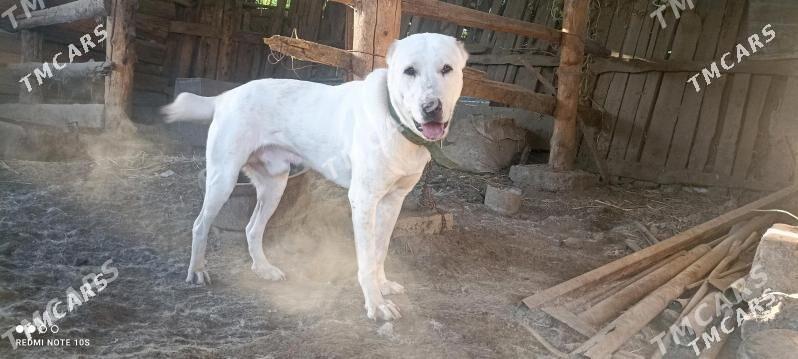 Akja - Туркменабат - img 3