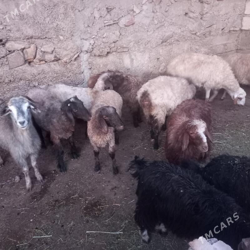 goýun geçi - Балканабат - img 5
