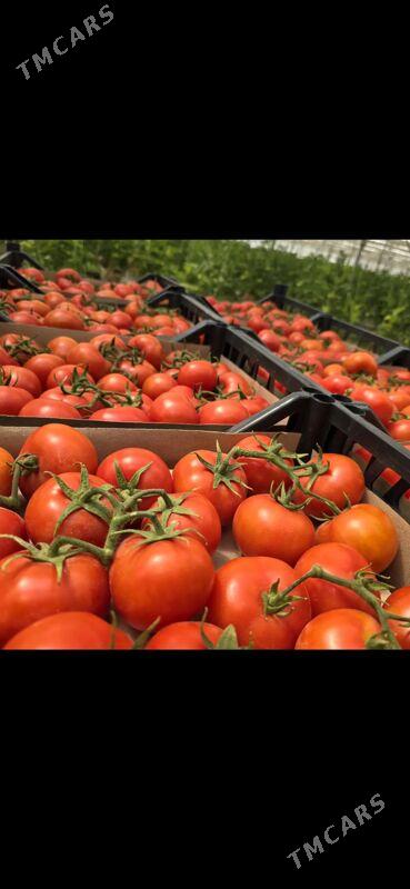 teplisa parnik pomidor - Aşgabat - img 9