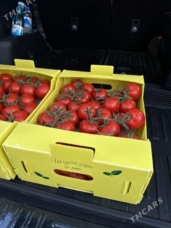teplisa parnik pomidor - Ашхабад - img 1