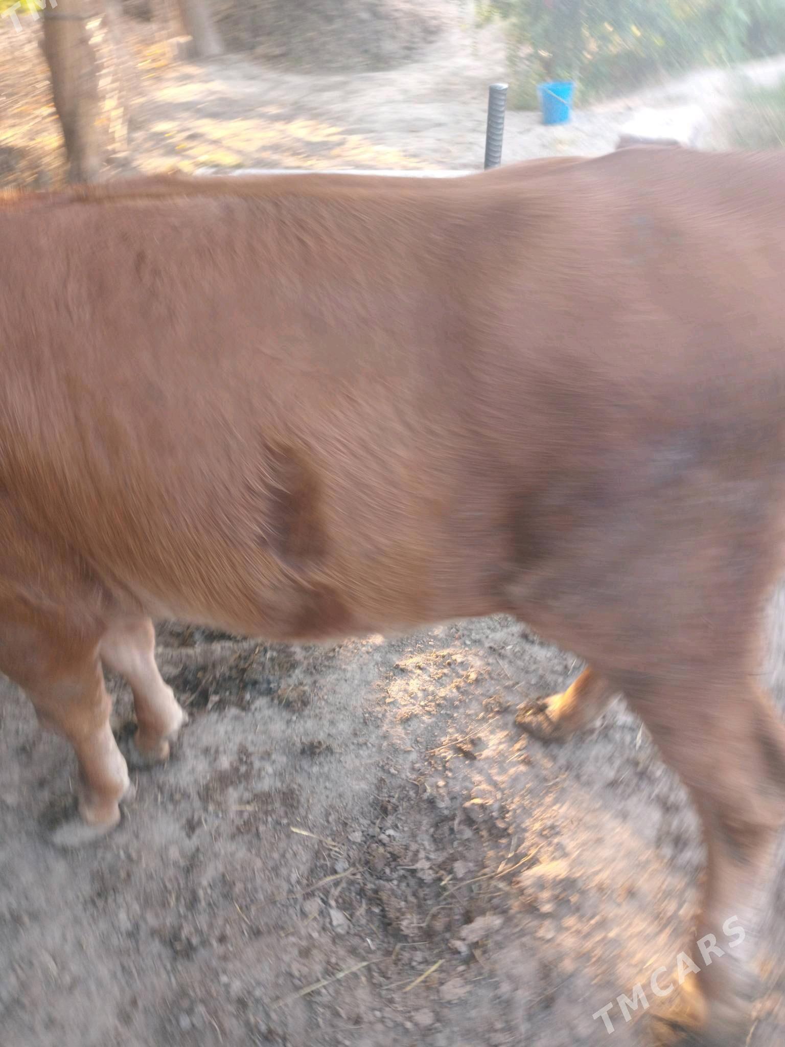 Göle Tüwe - Gökdepe - img 2
