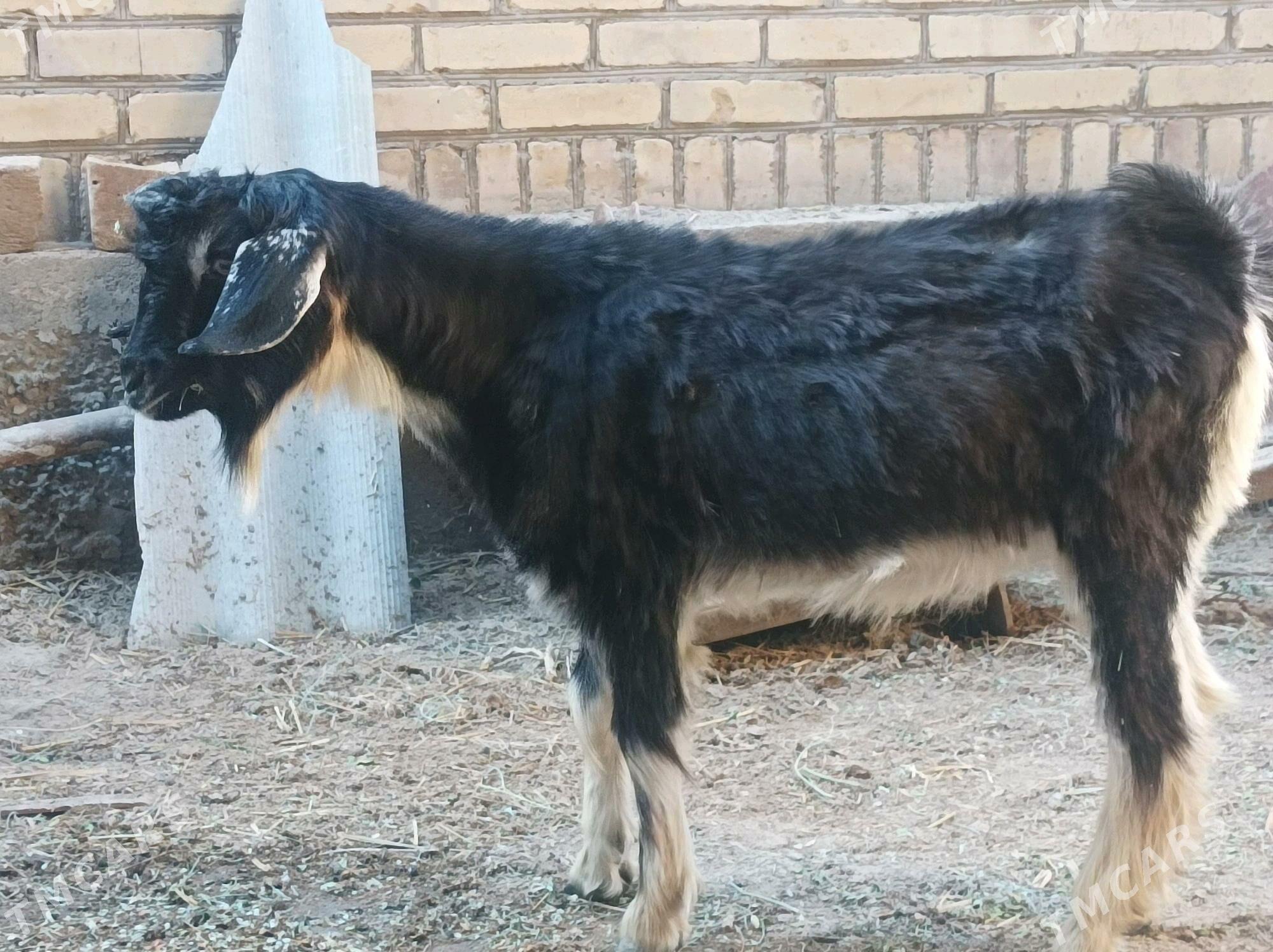 Teke - Дянев - img 2
