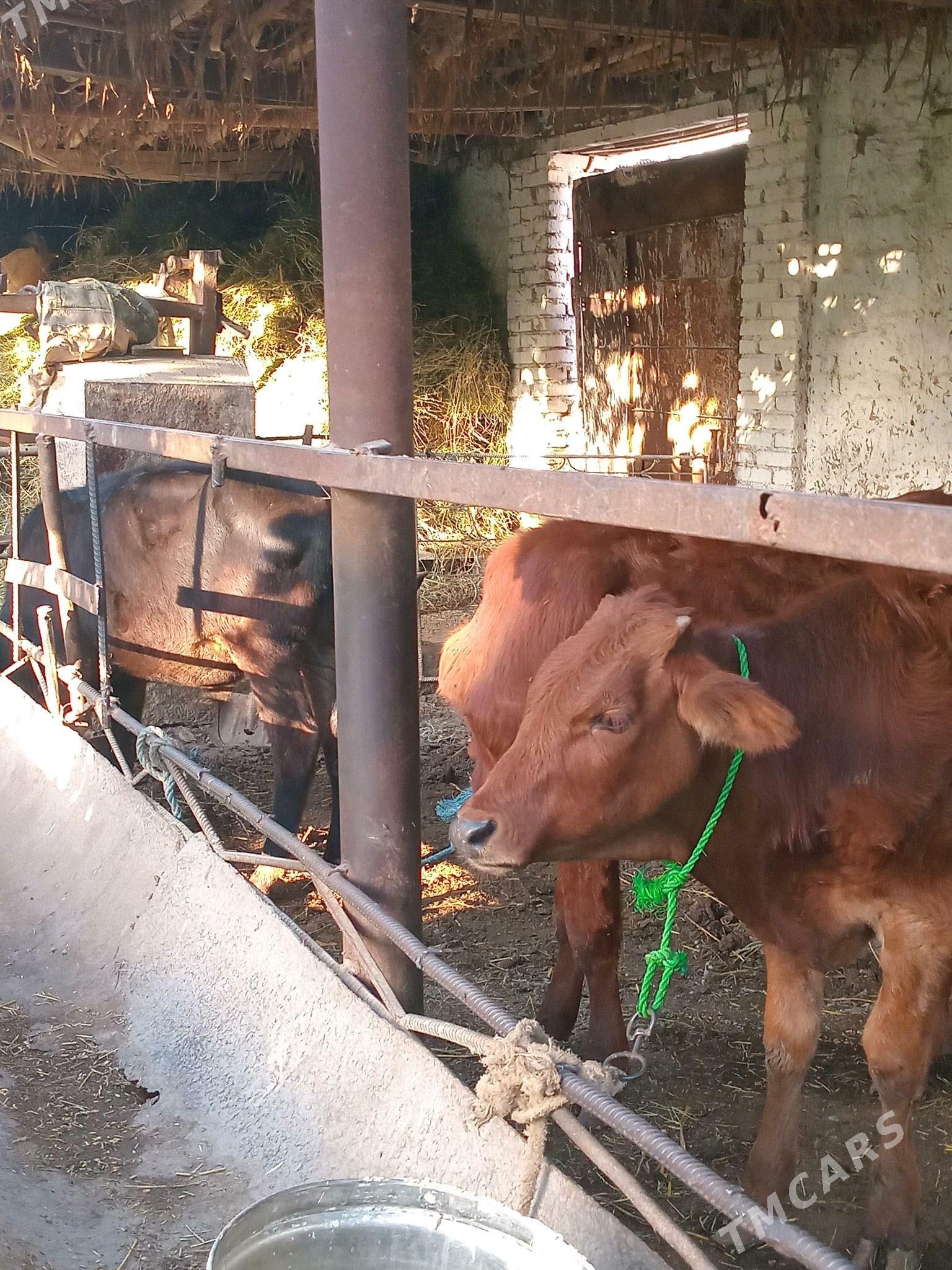 окуз - Туркменабат - img 3