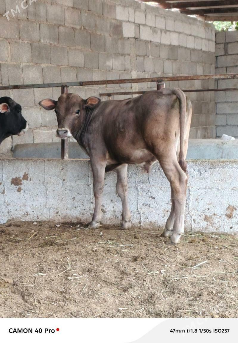 Şiwet öküzçe - Büzmeýin - img 2