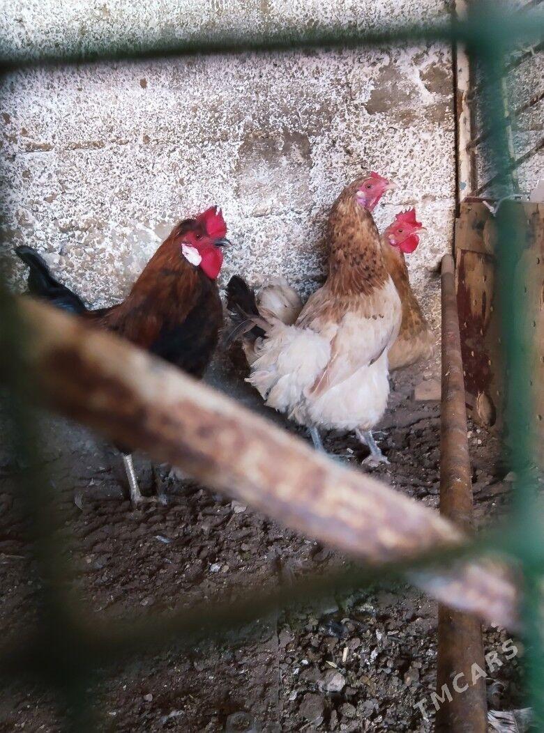 tawuk we horaz - Balkanabat - img 1