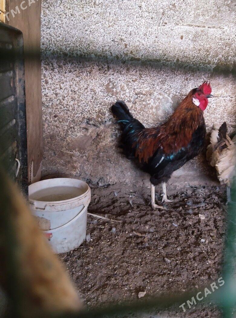 tawuk we horaz - Balkanabat - img 2