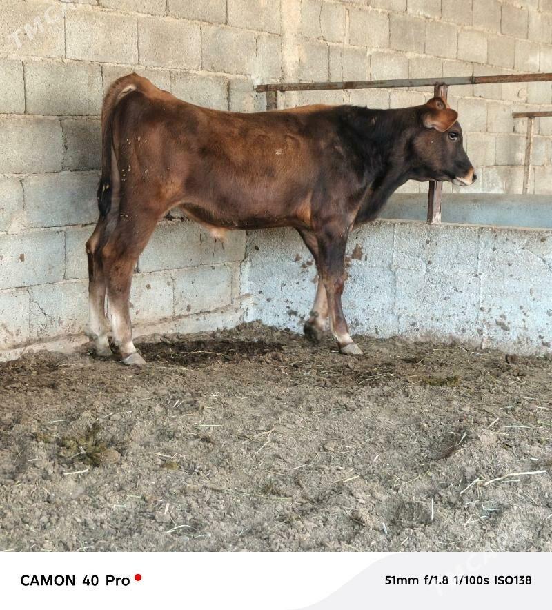 Şiwet öküzçe - Büzmeýin - img 2