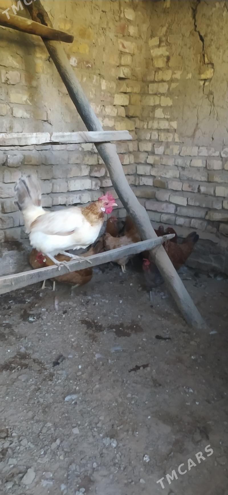 Towuk, towyk - Wekilbazar - img 2