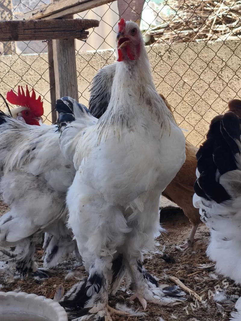 brama horoz - Гёкдепе - img 2