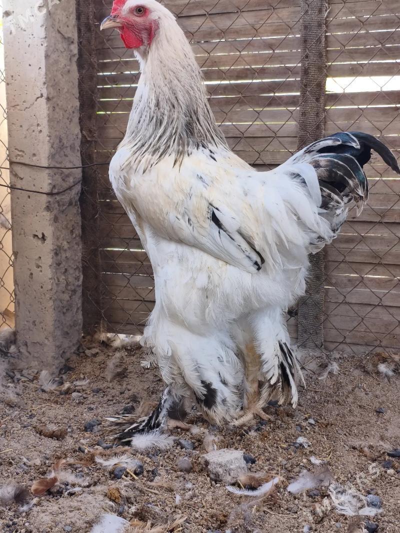 brama horoz - Гёкдепе - img 3