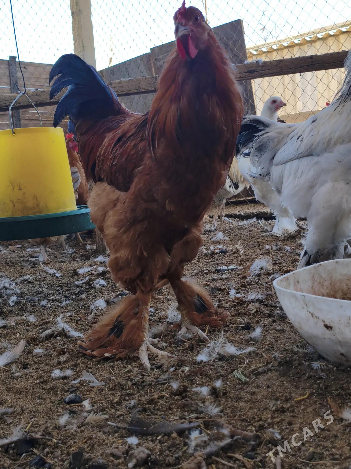 brama horoz - Гёкдепе - img 4