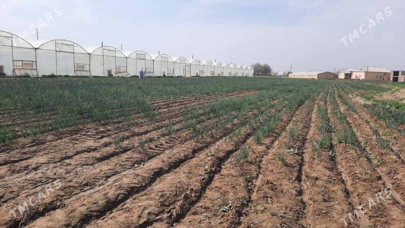 teplisa - Tagtabazar - img 2