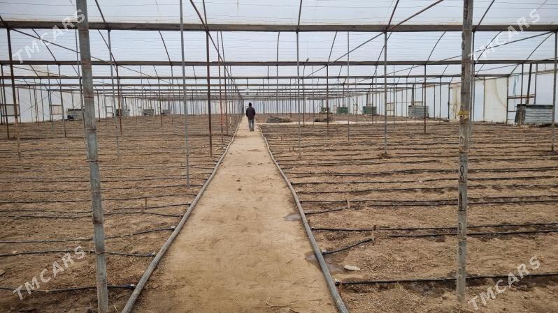 teplisa - Tagtabazar - img 1