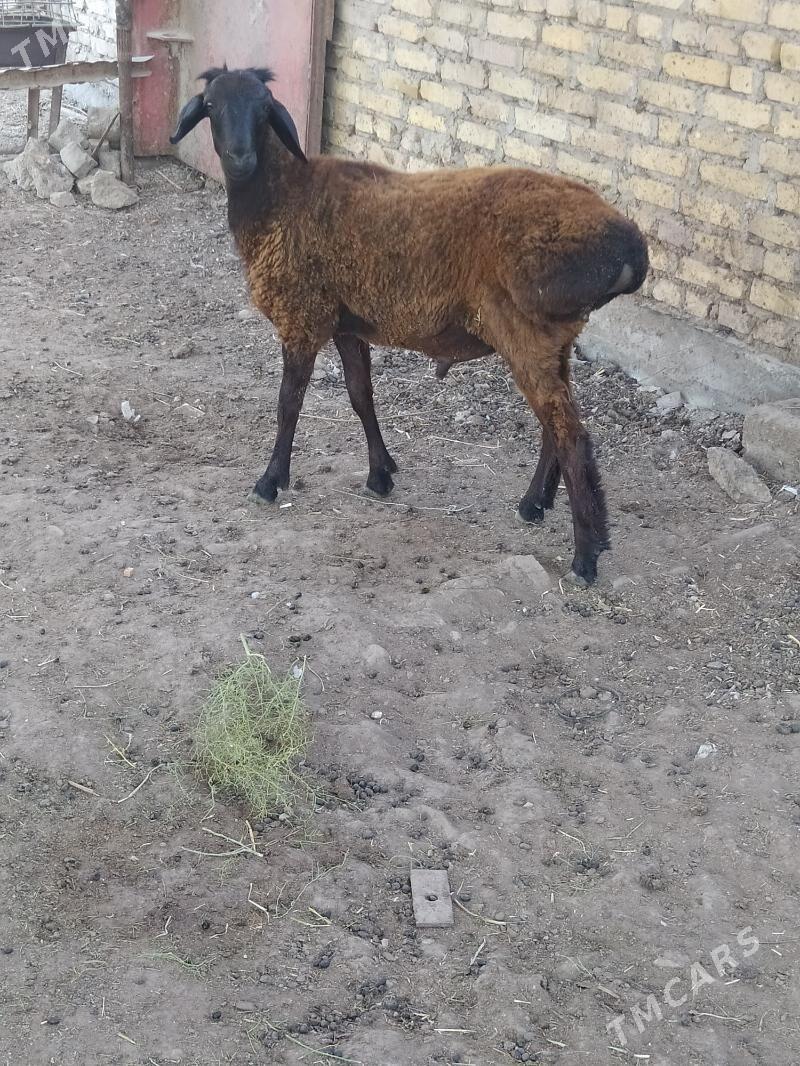koç - Çärjew - img 2