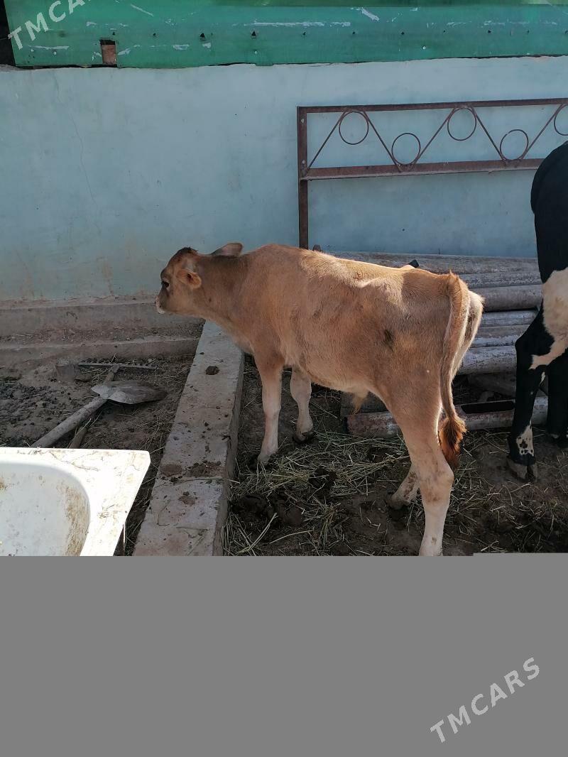 ökuzçe şvet şvet okuzçe - Ашхабад - img 2