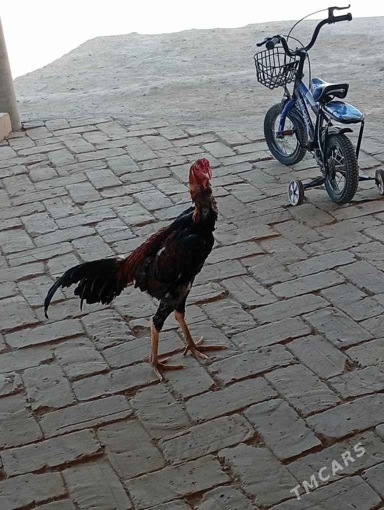 Baysy - Baýramaly - img 2