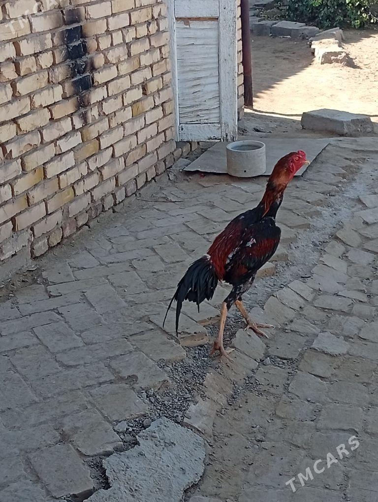 Baysy - Baýramaly - img 3