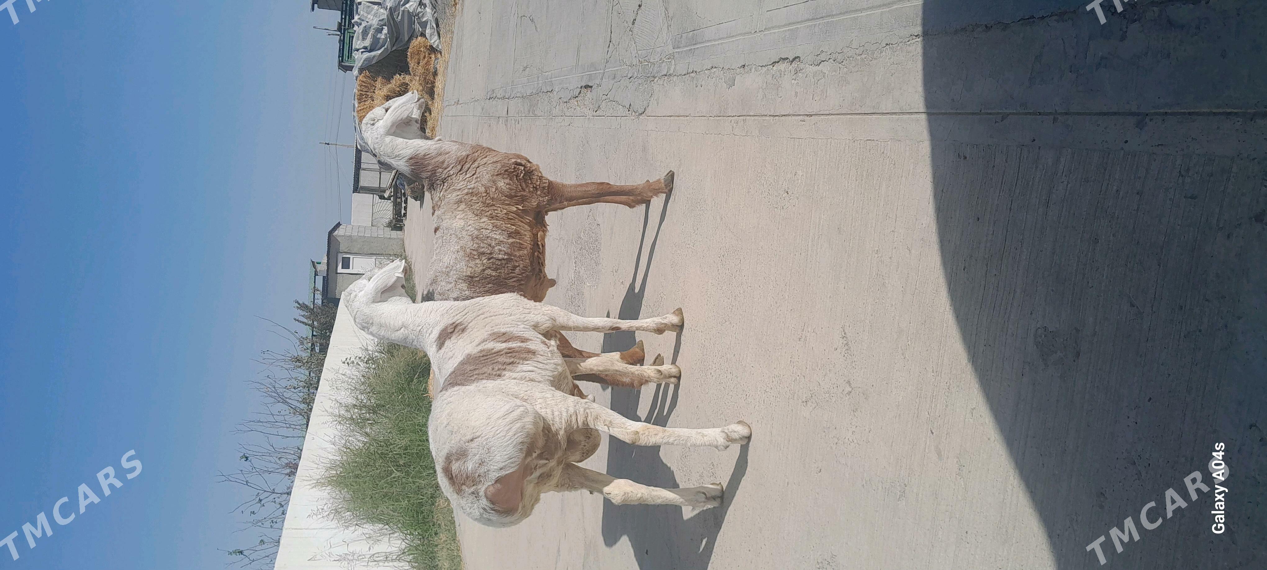 ARASSA KISAR GOÇ - Гёкдепе - img 3