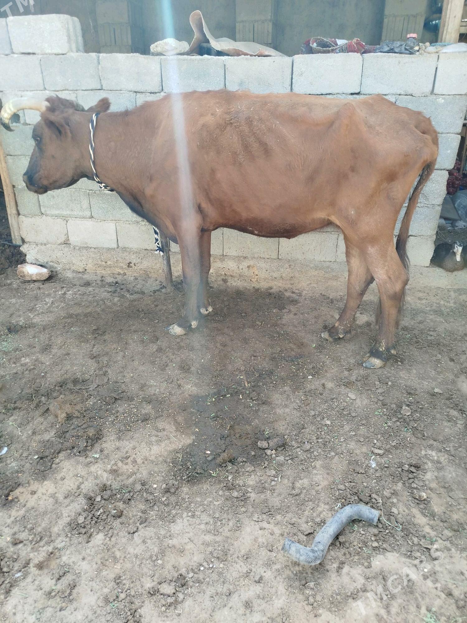 gysyr sygyr - Garadamak Şor - img 2