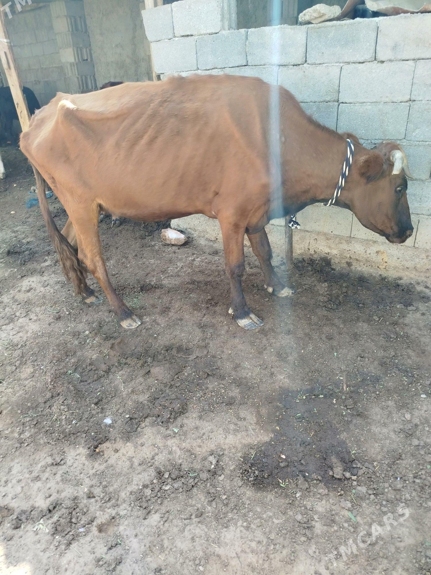 gysyr sygyr - Garadamak Şor - img 3