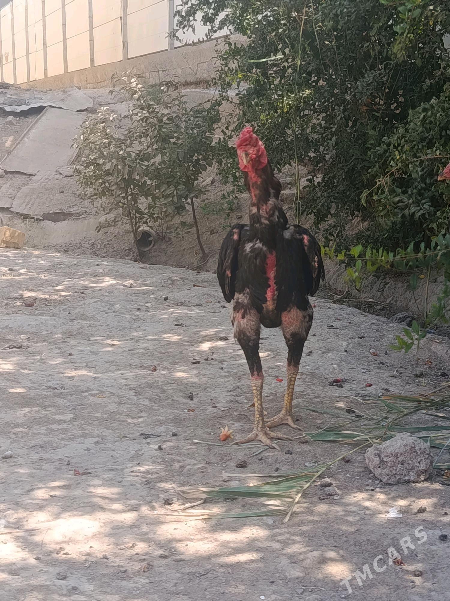 xoraz - Wekilbazar - img 2