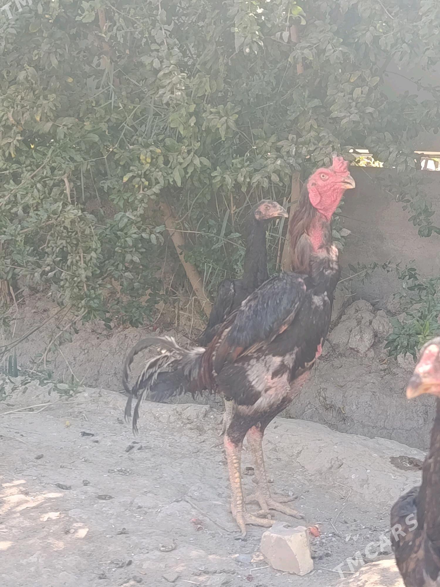 xoraz - Wekilbazar - img 3