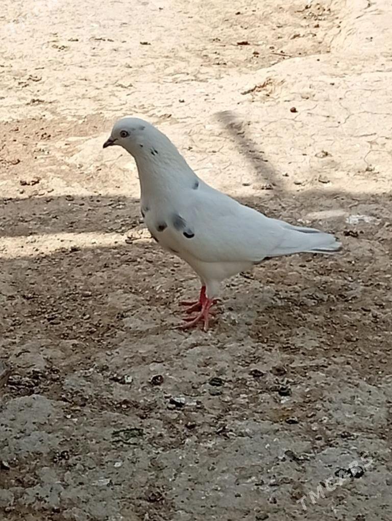Kepderi - Aşgabat - img 2