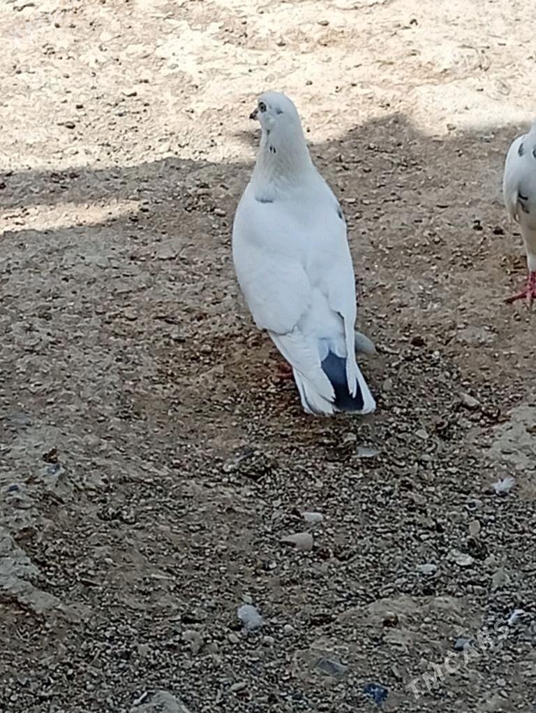 Kepderi - Aşgabat - img 6