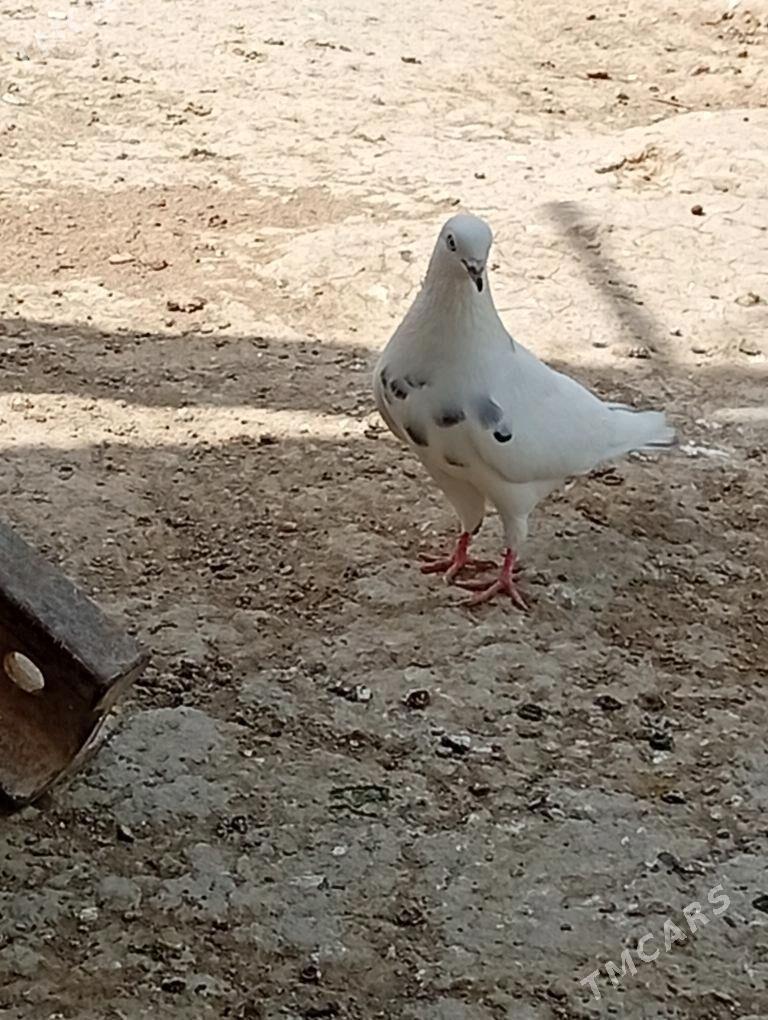 Kepderi - Aşgabat - img 3