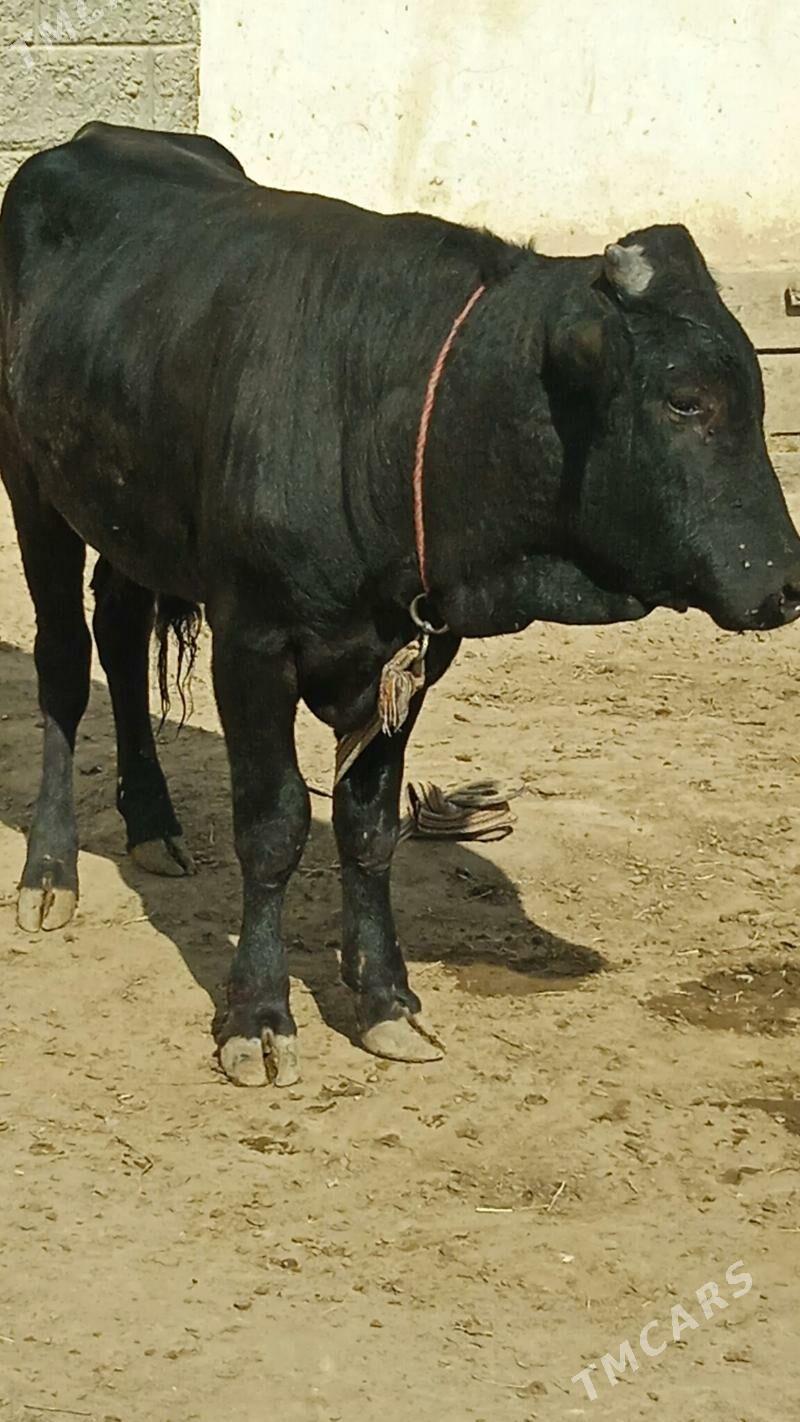 gibrit öküz - Бузмеин - img 2