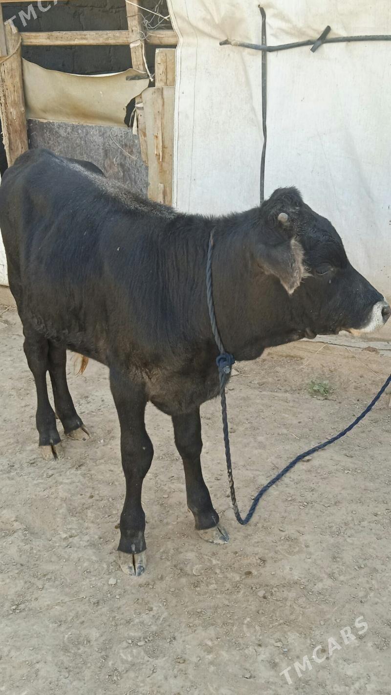 şwes öküz - Büzmeýin - img 2