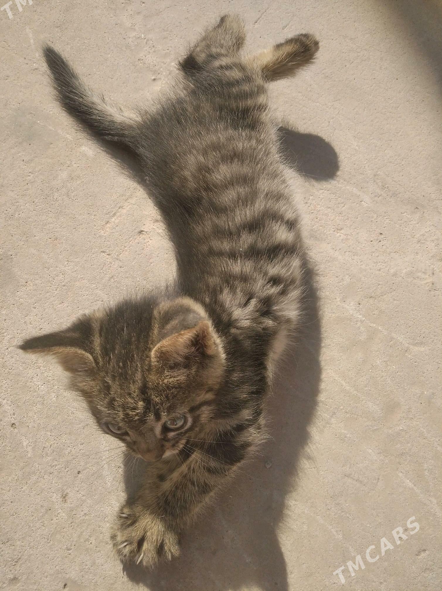 pişik - Balkanabat - img 2