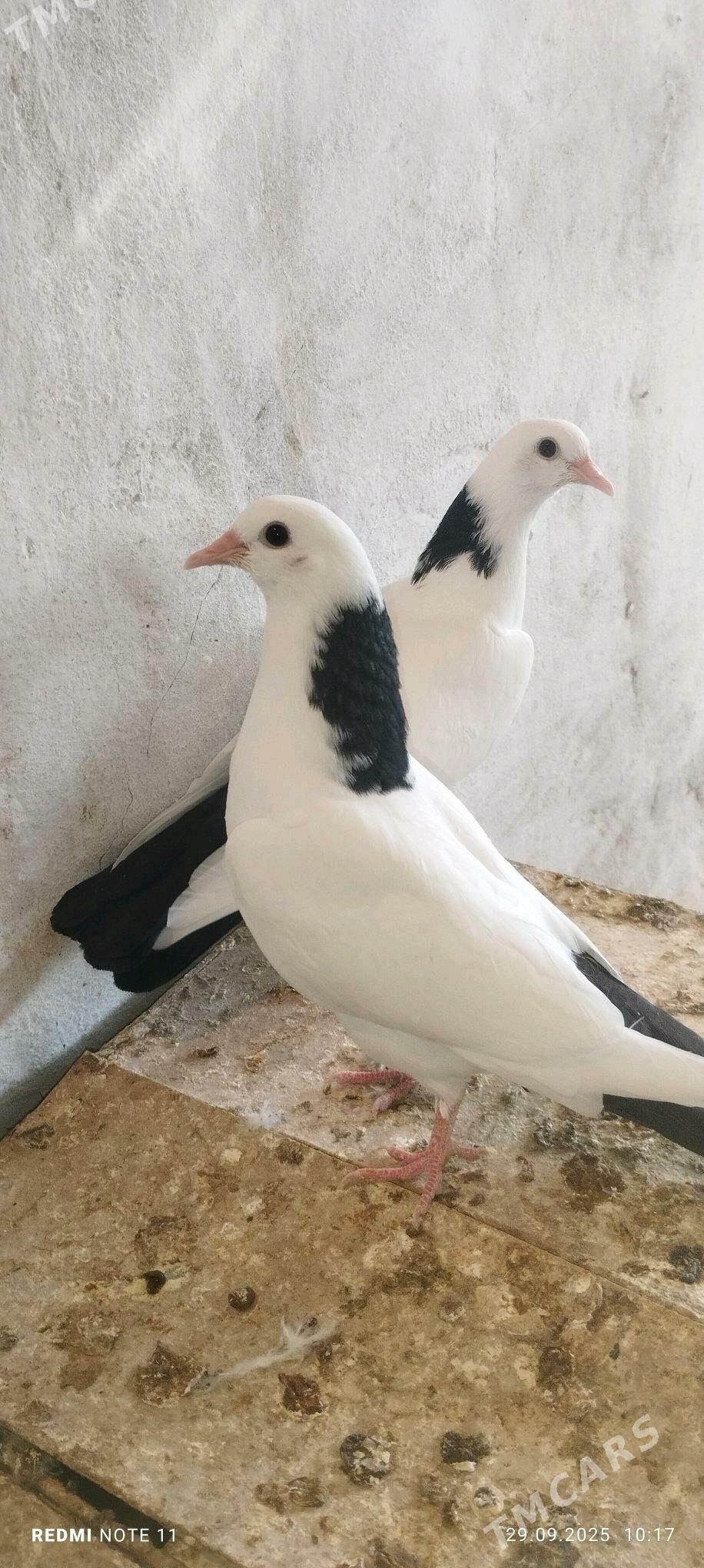 Kepderi - Murgap - img 3