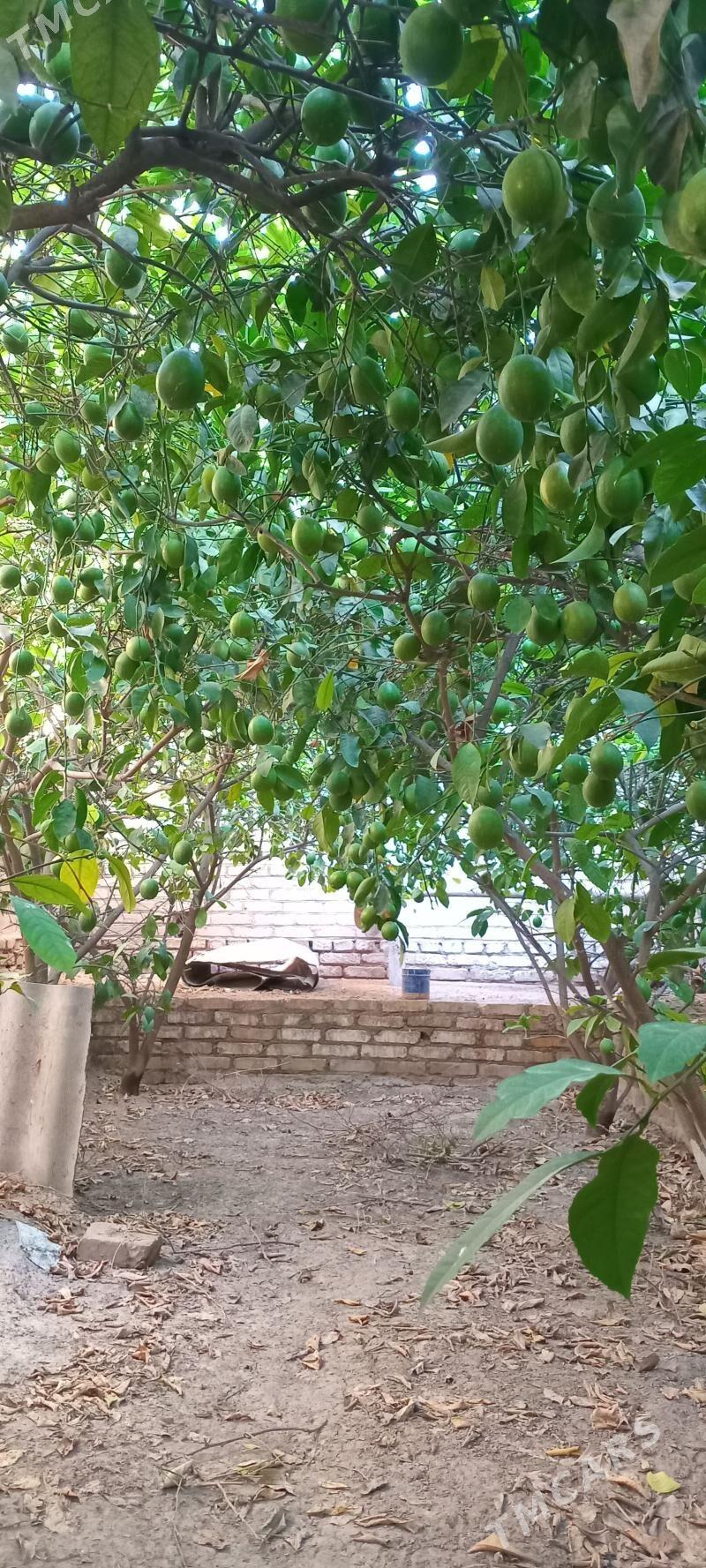 limon nahal - Halaç - img 3