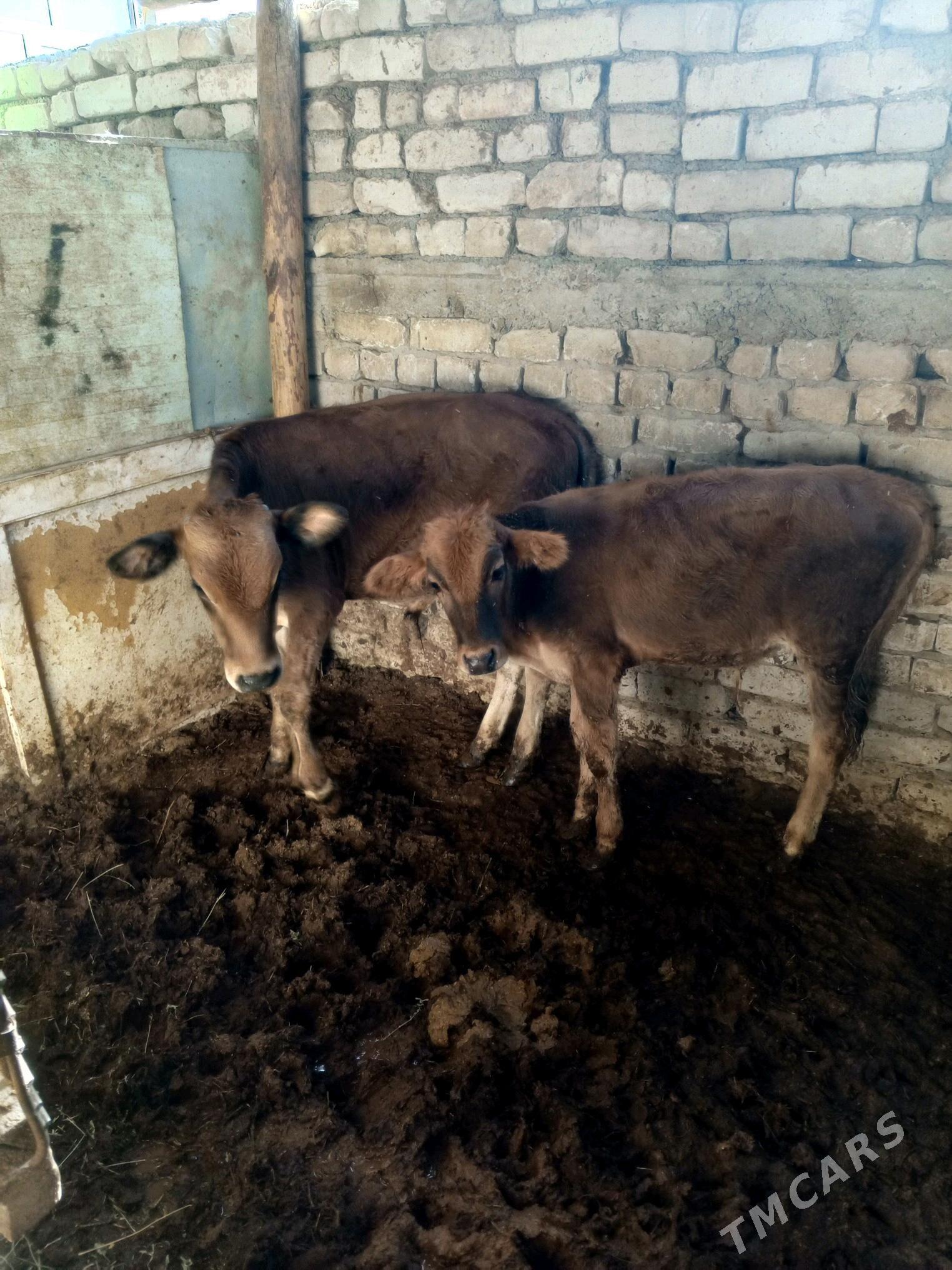 okuzceler - Çoganly - img 5