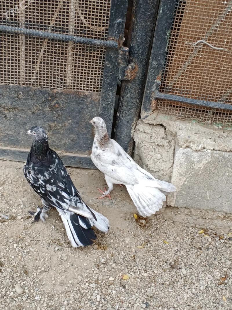 kepderi - Balkanabat - img 2