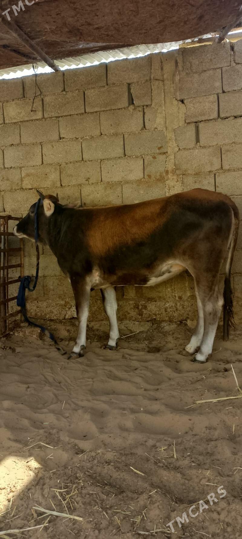 Tuwe - Çoganly - img 3