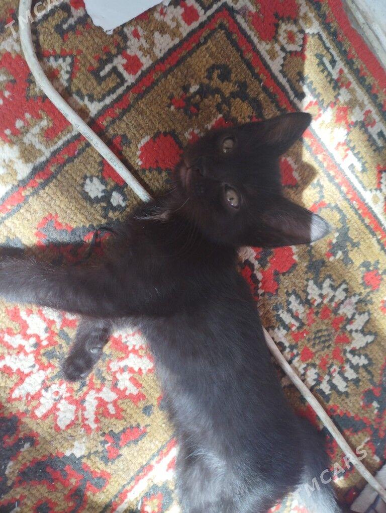 кошка - 11 mkr - img 2
