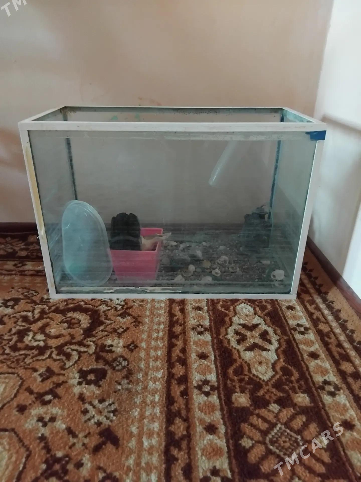 аквариум хорошем состоянии - Aşgabat - img 2