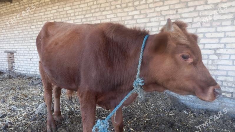 окуз ийип ичишине геп йок - Çärjew - img 2