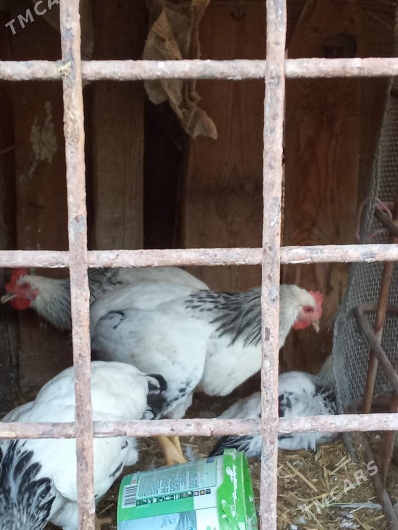 ADİLER - Балканабат - img 1