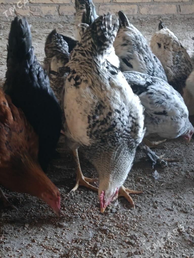 Brama Gegant towuklar - Сакар - img 10